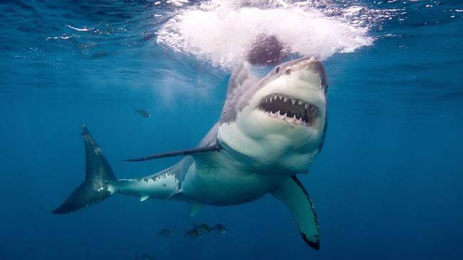15岁网红冲浪被鲨鱼咬断腿后身亡！ 海水被染红， 曾在冲浪界很出名