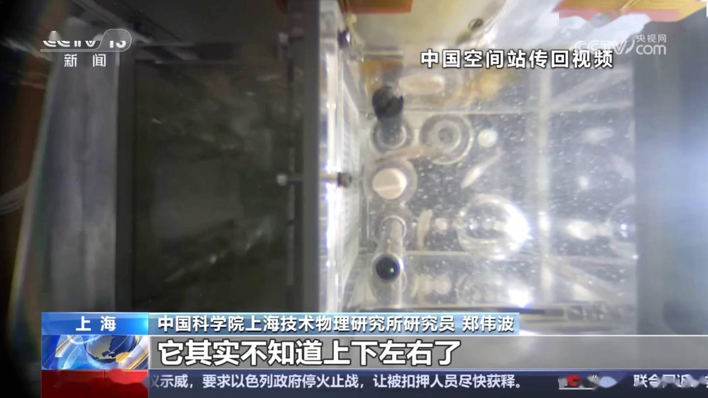 小鱼到太空后游泳都找不着北了，中国空间站 4 条斑马鱼状态良好